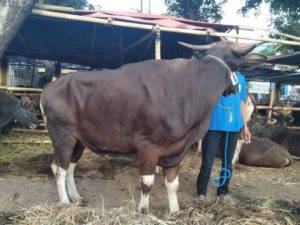 Read more about the article Distributor Domba , Mulai Dari 1,8 Juta Di Banjar