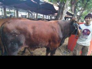 Read more about the article Distributor Domba Garut Murah Di Purwakarta
