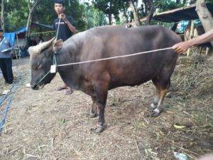 Read more about the article Penjual Domba Terlengkap Dan Berkualitas Di Bantargebang Bekasi