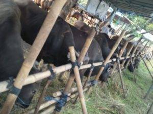 Read more about the article Tempat Peternakan Domba Garut Terlengkap dan Berkualitas di Karawang