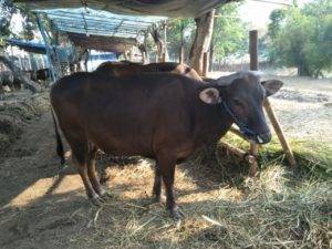 Read more about the article Distributor Domba Qurban Termurah Di Banjar