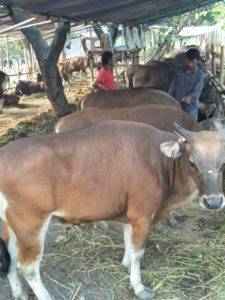 Read more about the article Daftar Harga Domba Qurban Murah Di Pondok Melati Bekasi