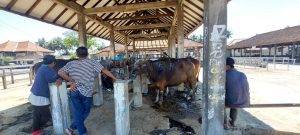 Read more about the article Tempat Peternakan Sapi Qurban Termurah Di Kranji Bekasi Barat
