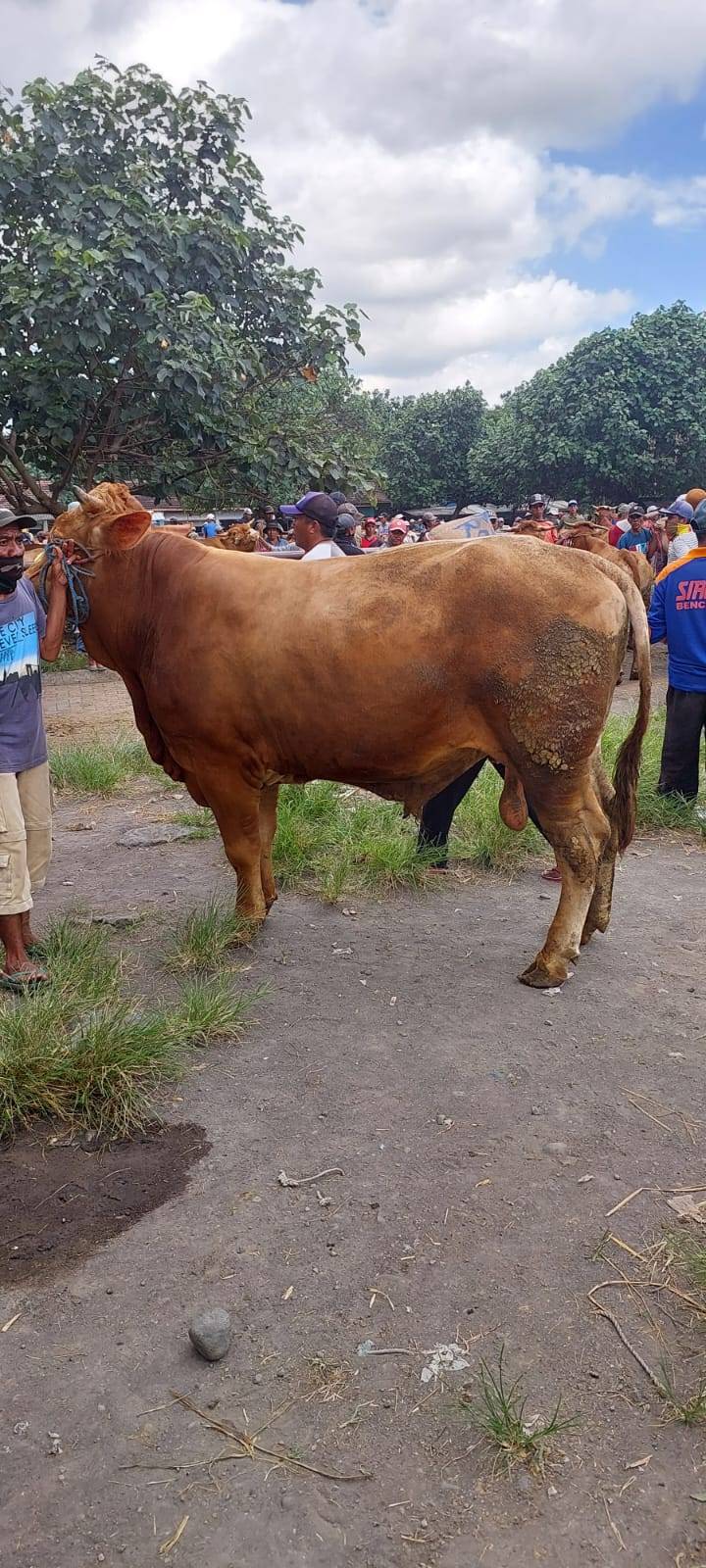 You are currently viewing Jual Domba Qurban Terpercaya Di Bogor