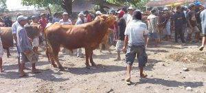 Read more about the article Daftar Harga Domba Garut Qurban Berkualitas Di Bekasi Timur