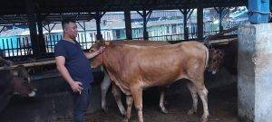 Read more about the article Harga Domba Qurban Premium Di Sumedang