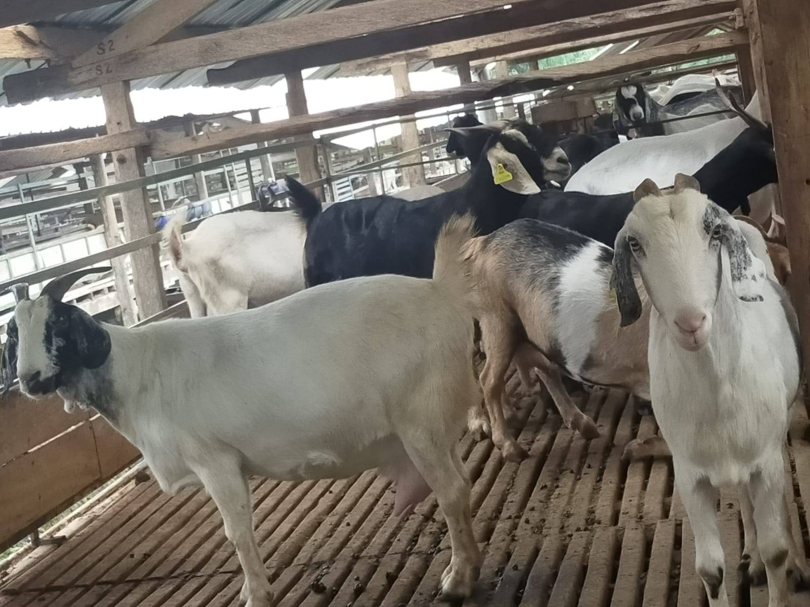 You are currently viewing Jual Domba Qurban Terpercaya Di Indramayu