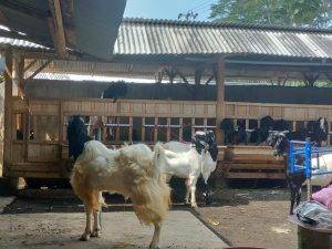 Read more about the article Harga Domba Terlengkap dan Berkualitas di Depok
