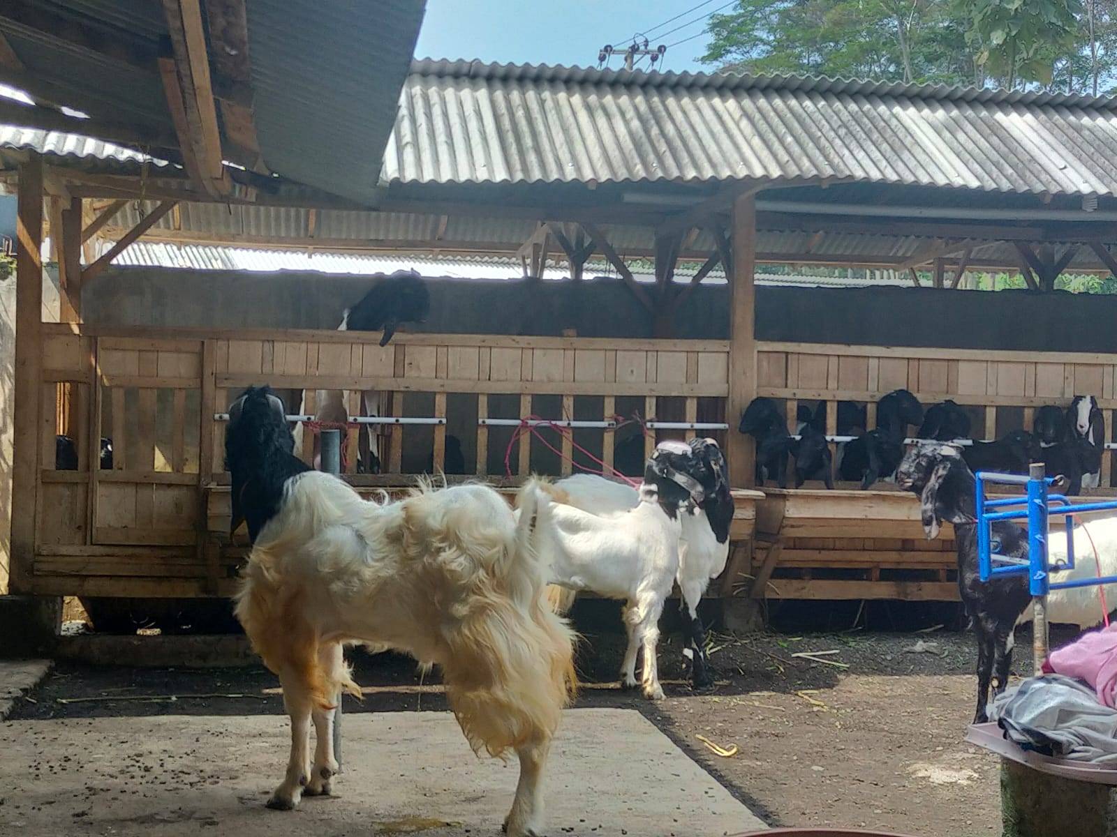You are currently viewing Peternak Domba Qurban Murah Di Indramayu