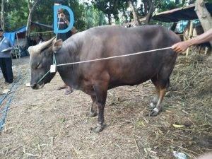 Read more about the article Tempat Peternakan Domba Qurban Murah Di Bekasi