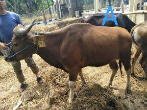 Read more about the article Distributor Domba Qurban Terlengkap Di Jatirahayu Bekasi