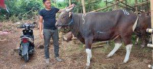 Read more about the article Distributor Domba Garut Qurban Termurah Di Bekasi Timur