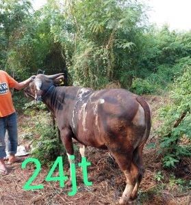 Read more about the article Distributor Domba Garut Berkualitas Di Sumur Batu Bekasi Barat